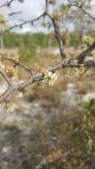 صورة Prunus geniculata Harper