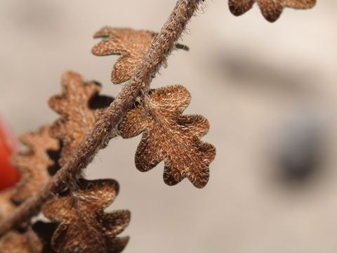 Image of wavy scaly cloakfern