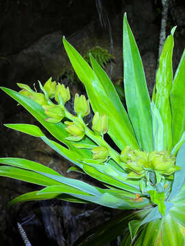 Image of Hibbertia baudouinii Brongn. & Gris