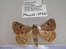 Image of Niguza spiramioides Walker 1858