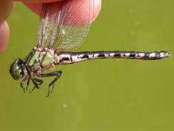 صورة Ophiogomphus anomalus Harvey 1898