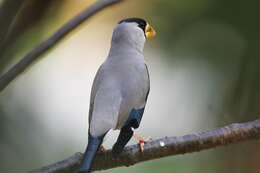 Image of Japanese Grosbeak