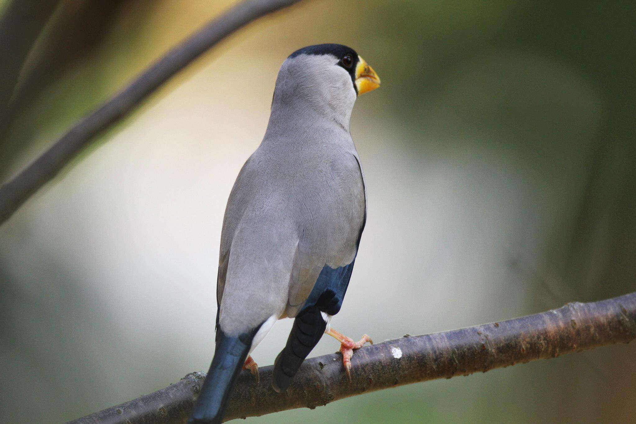 Image of Japanese Grosbeak