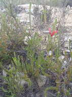 Image of Erica regia subsp. mariae (Guthrie & Bolus) E. G. H. Oliv. & I. M. Oliv.