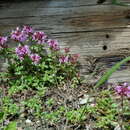 Thymus alpestris (Celak.) Tausch ex A. Kern. resmi