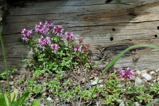 Image of Thymus alpestris (Celak.) Tausch ex A. Kern.