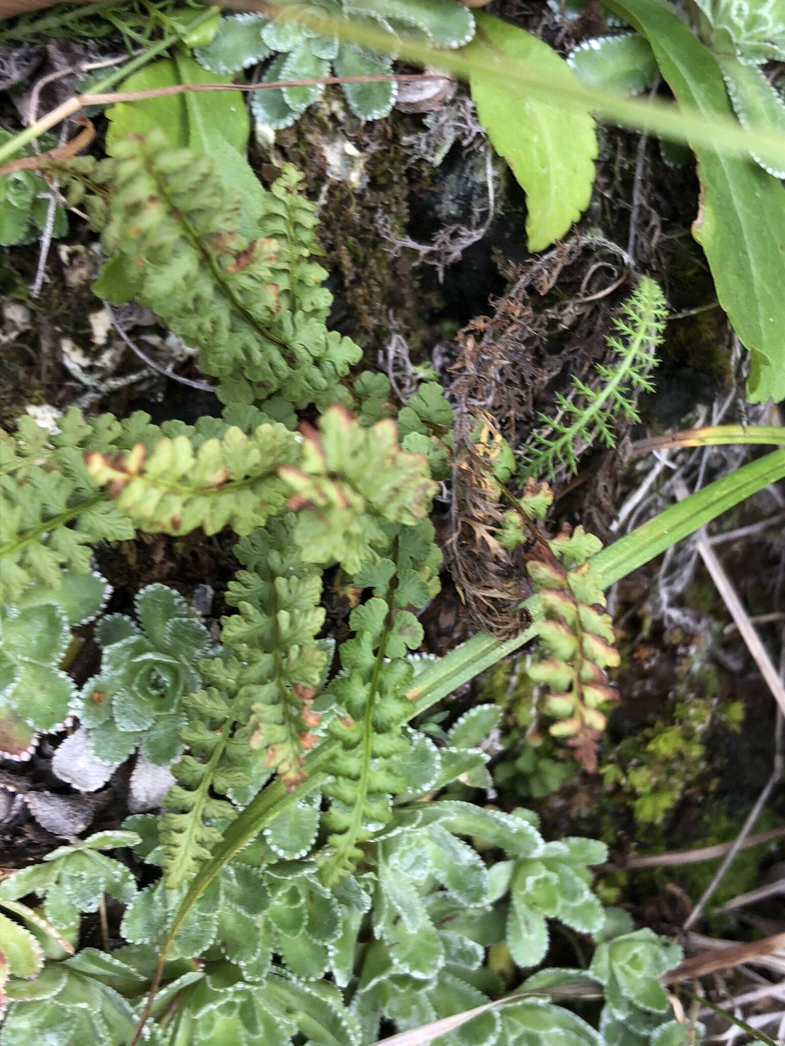 Imagem de Woodsia alpina (Bolton) Gray