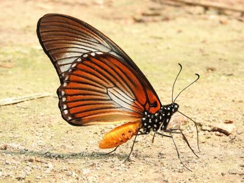 Image of Giant Blue Swallowtail