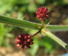 Sivun Mimosa quadrivalvis var. leptocarpa (DC.) Barneby kuva