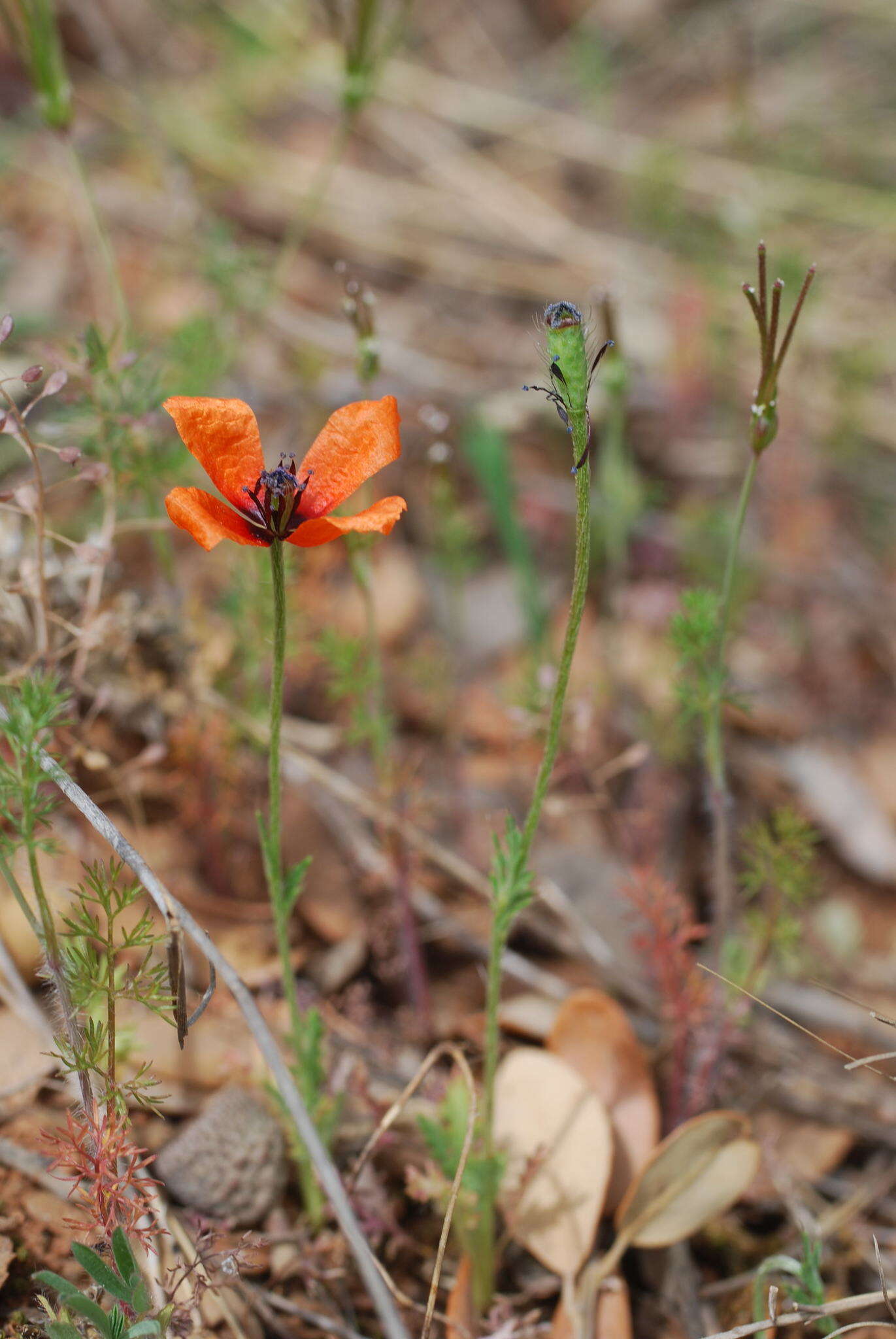 Image of Prickly Poppy