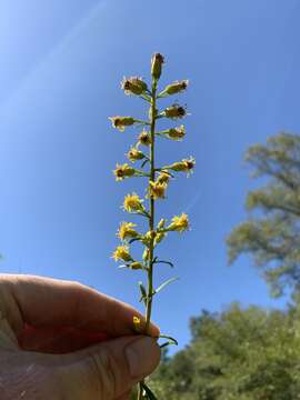 Image of Solidago simplex var. racemosa (E. Greene) G. S. Ringius