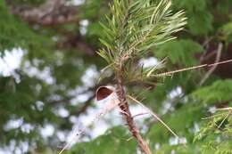 Image of Guinea bactris