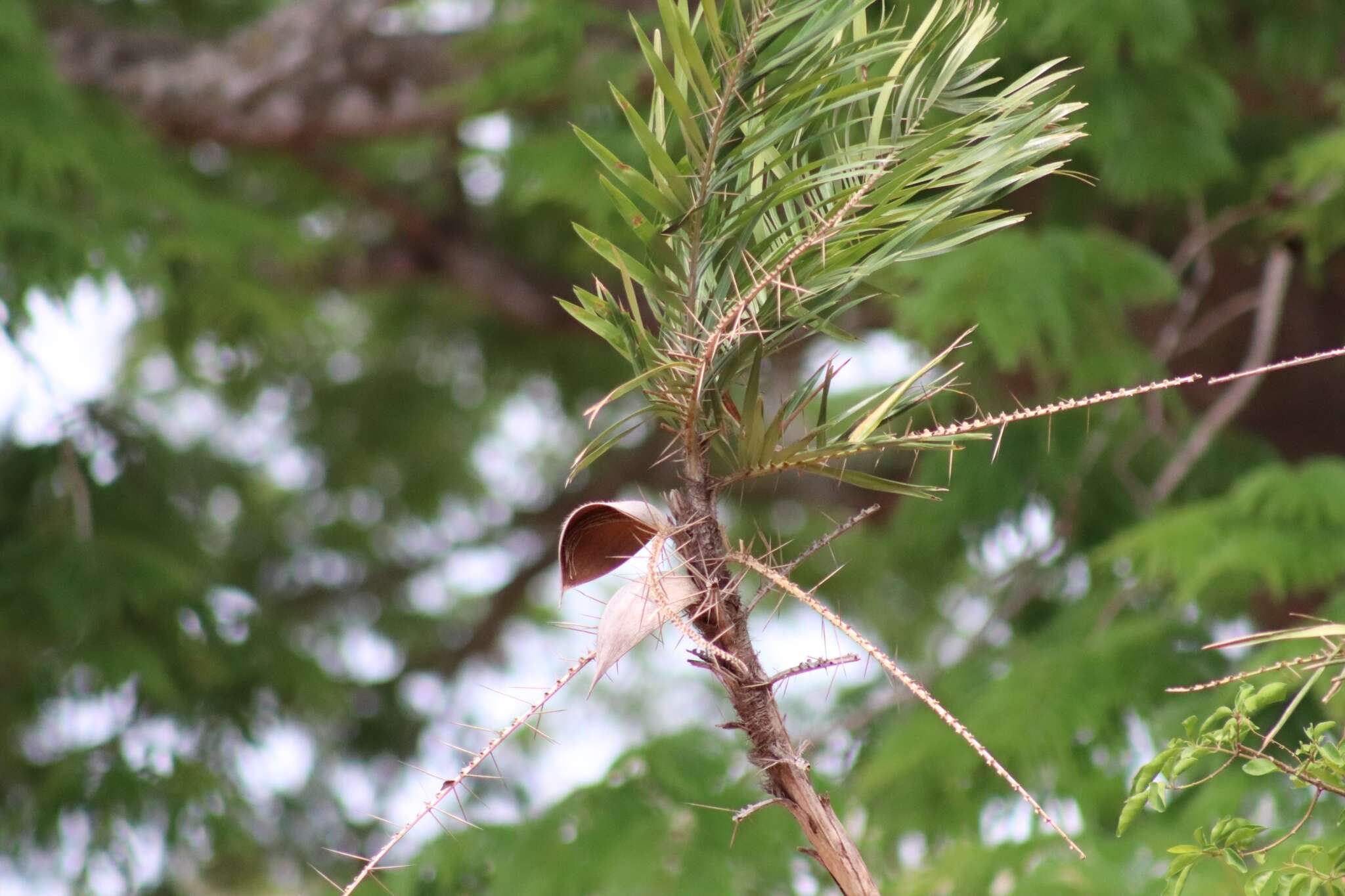 Sivun Bactris guineensis (L.) H. E. Moore kuva