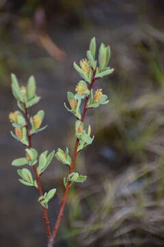 Image of Athabasca Willow