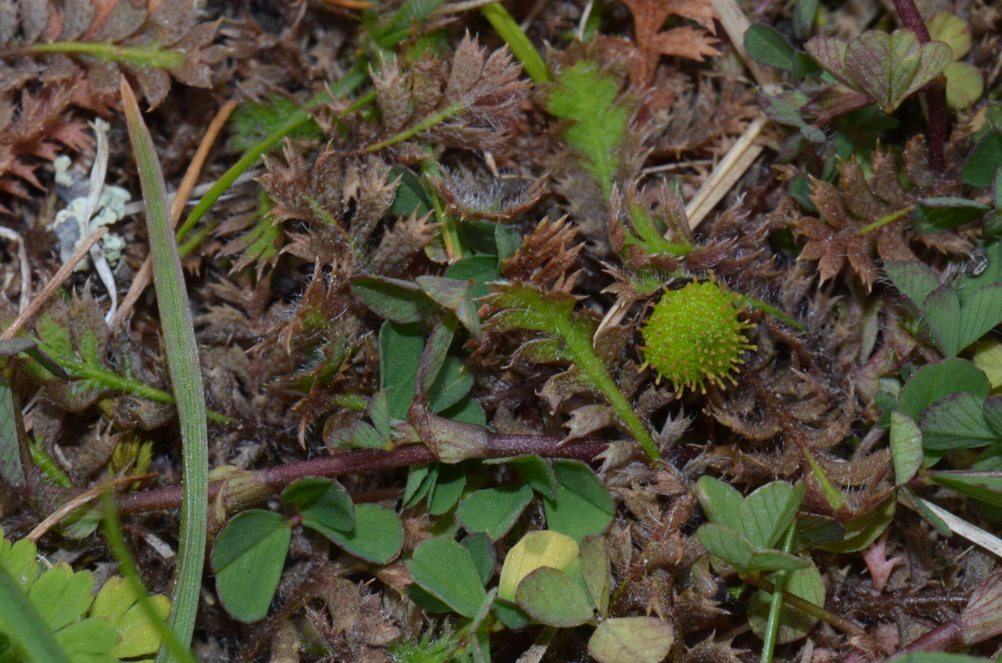 Image of Leptinella pusilla Hook. fil.