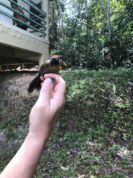 Image of Fluffy-backed Tit-Babbler