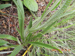 Image of Helichrysum nudifolium var. pilosellum (L. fil.) H. Beentje