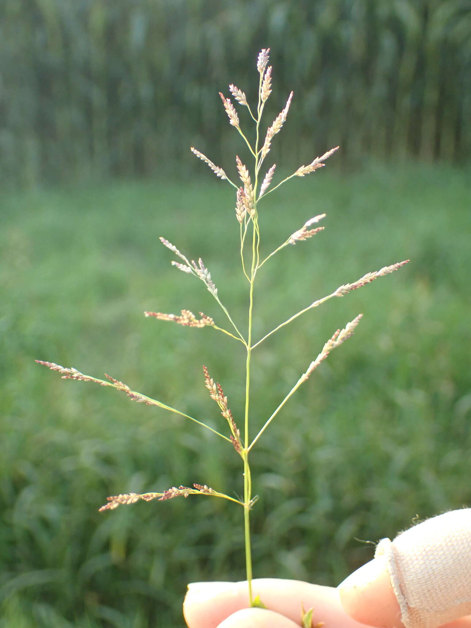 Image of Indian lovegrass