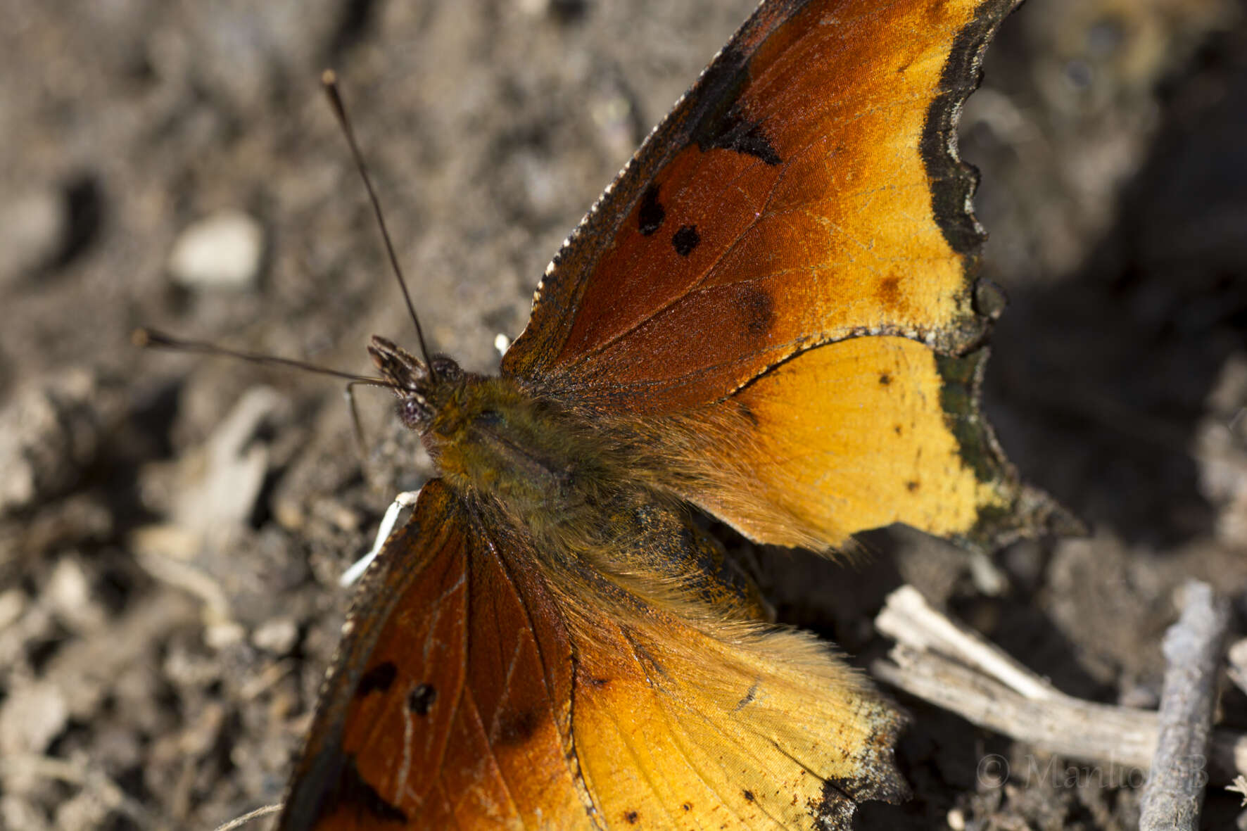 Слика од Polygonia haroldi Dewitz 1877