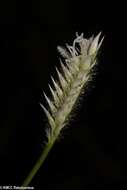 صورة Chasechloa madagascariensis (Baker) A. Camus