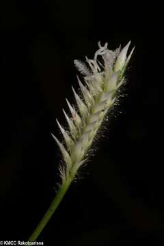 Image of Chasechloa madagascariensis (Baker) A. Camus