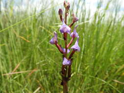 Image of Disa equestris Rchb. fil.