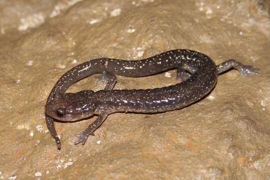 Image of Plethodon dixi Pope & Fowler 1949