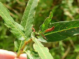 Image of Wachtliella persicariae (Linnaeus 1767)