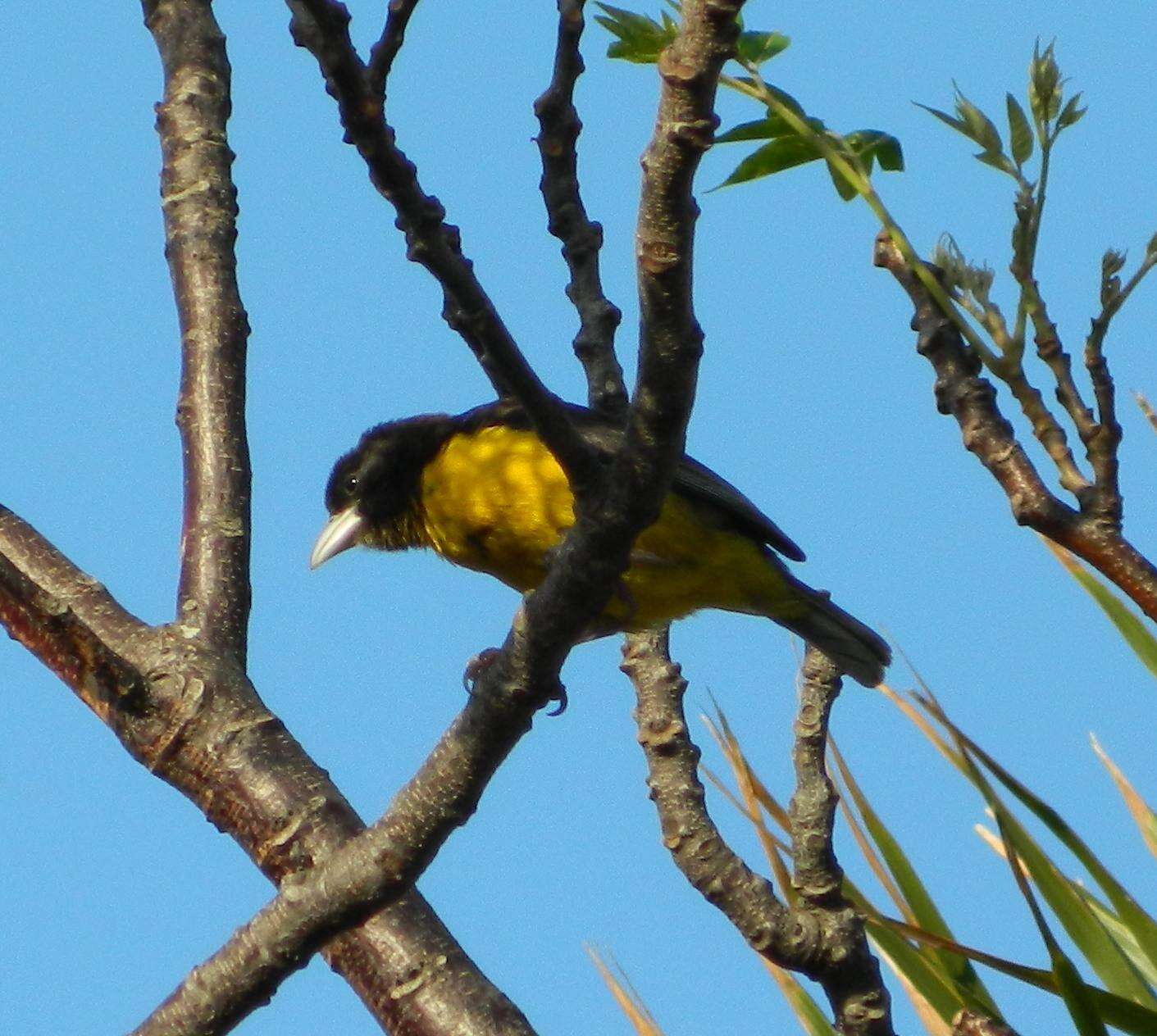 Image de Ploceus bicolor bicolor Vieillot 1819