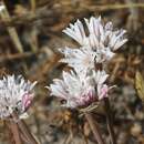 صورة Allium lacunosum var. lacunosum