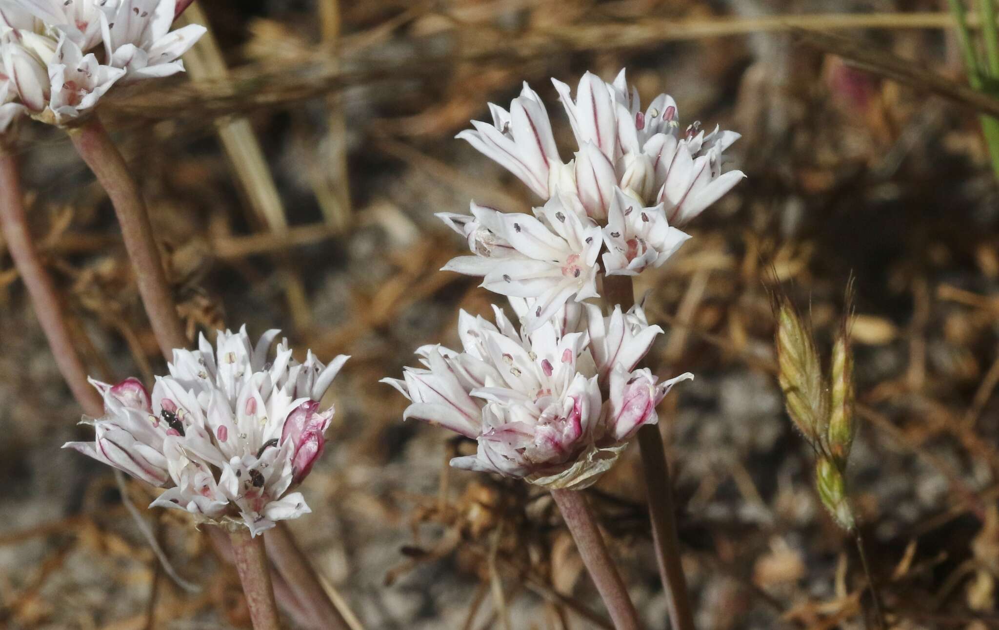 Image of pitted onion