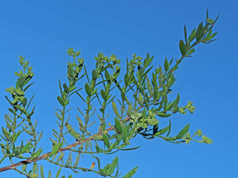 صورة Paronychia canariensis (L. fil.) Juss.