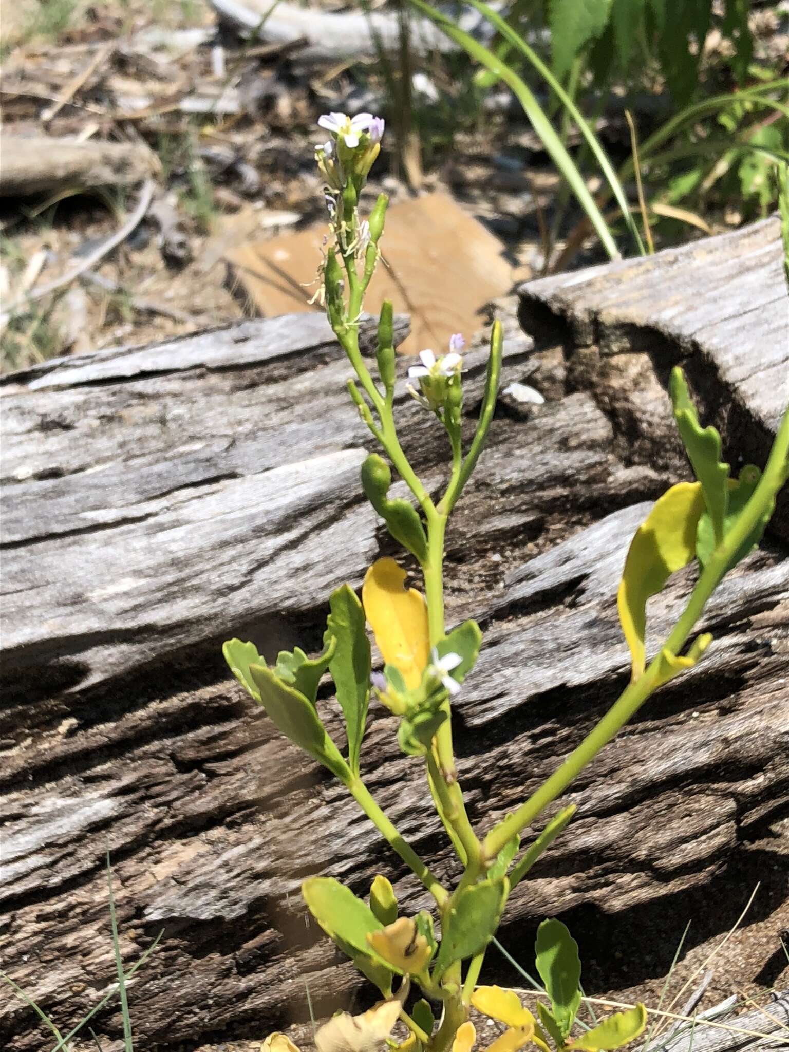 Image of Cakile edentula var. lacustris