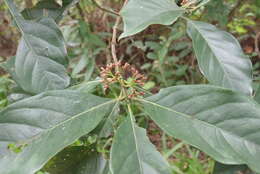 Image de Aidia cochinchinensis Lour.