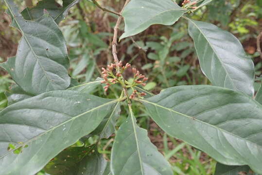 Image de Aidia cochinchinensis Lour.