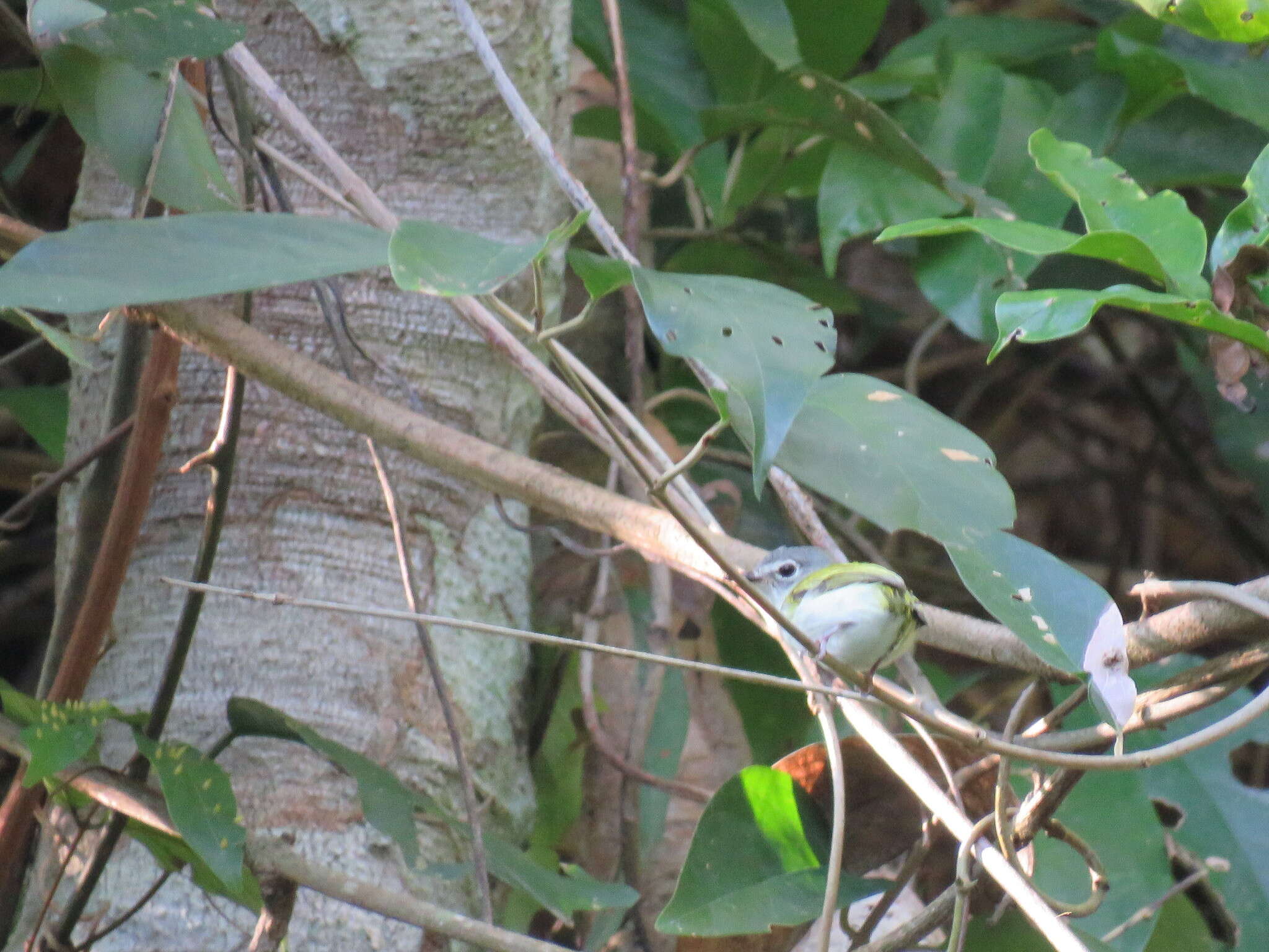 Image of Short-tailed Pygmy Tyrant