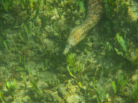 Image of Jewel moray