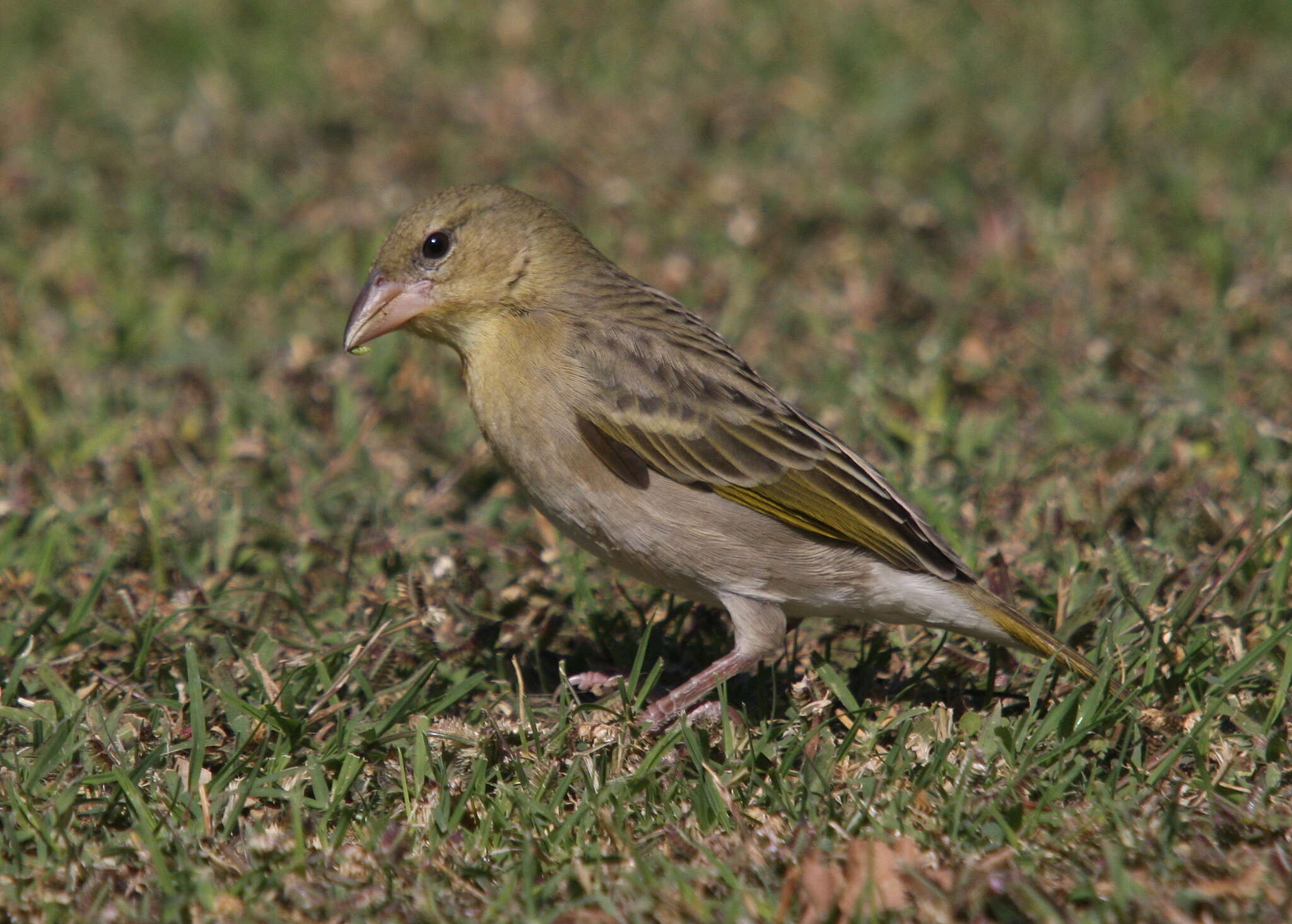 Image de Tisserin de Rüppell