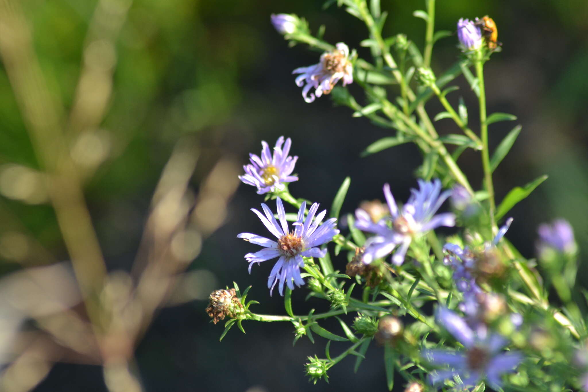 Sivun Symphyotrichum robynsianum (J. Rousseau) L. Brouillet & Labrecque kuva