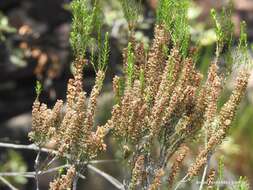 Image of green heather