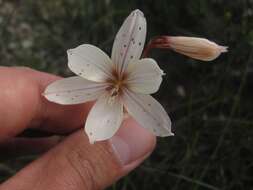 Hesperantha muirii (L. Bolus) G. J. Lewis resmi