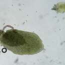 Image of Diplophyllum apiculatum (A. Evans) Steph.