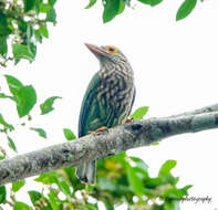 Psilopogon lineatus (Vieillot 1816) resmi