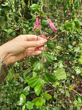 Слика од Passiflora orbiculata Cav.