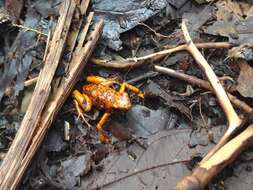 Image of Pichincha poison frog