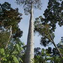 Image of Dipterocarpus confertus v. Slooten
