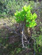 Image of Tylecodon paniculatus (L. fil.) H. Tölken