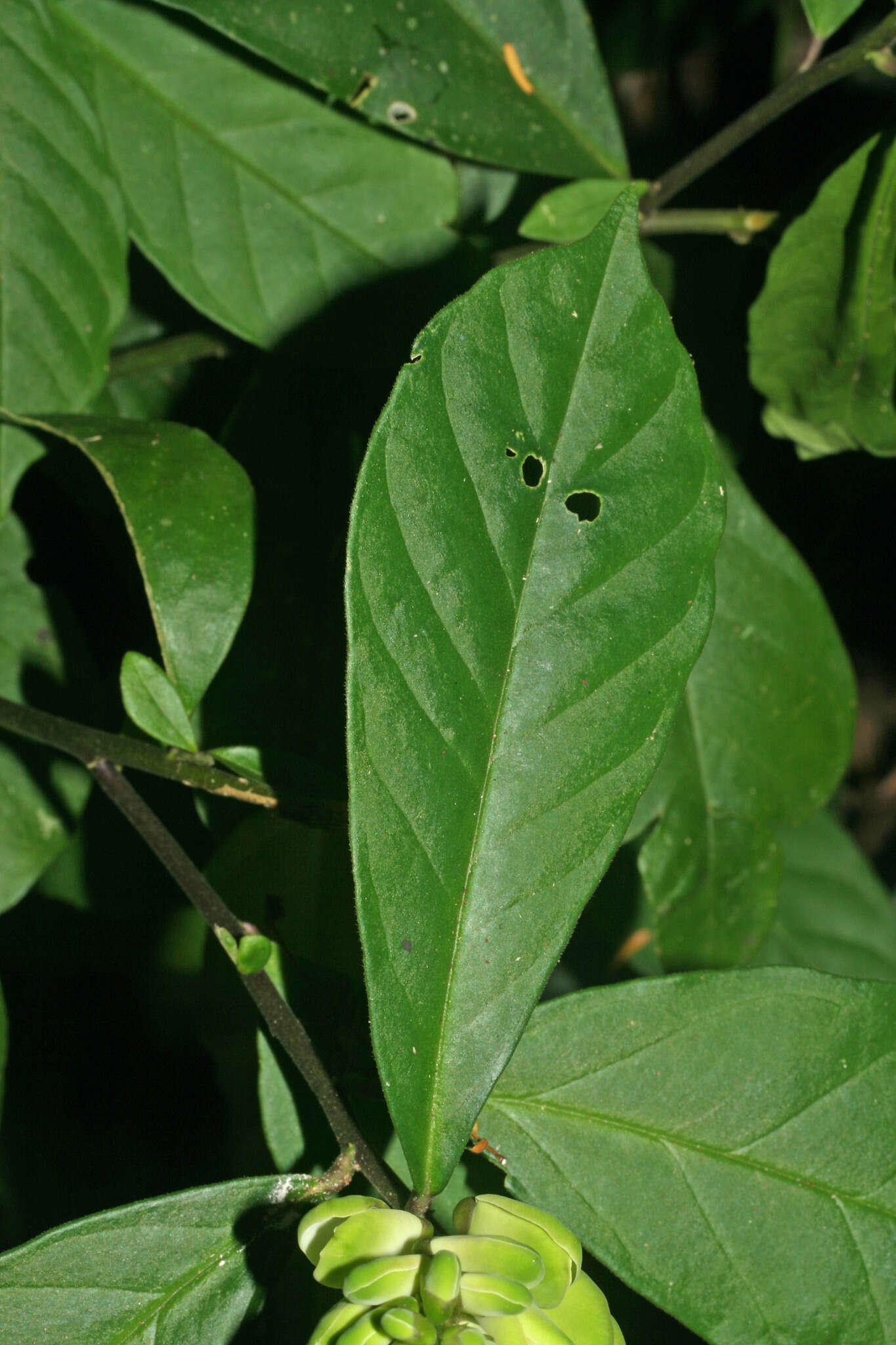 Caamembeca gigantea (Chod.) J. F. B. Pastore的圖片