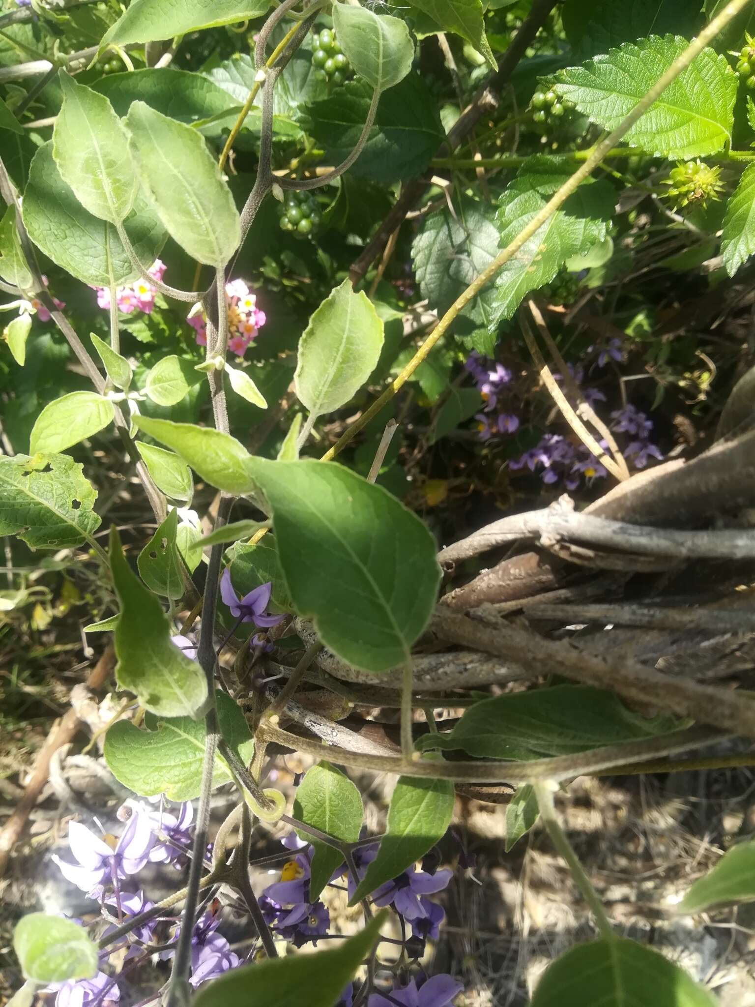 Image de Solanum dulcamaroides Dun.