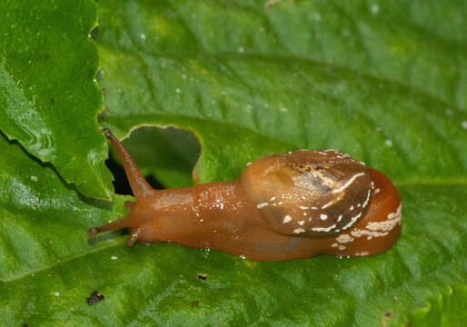 Image of Cucullarion albimaculosus Stanisic 2010